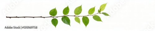 Single branch with leaves isolated on white background, natural, stem