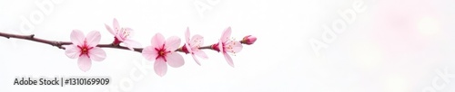 Single cherry blossom branch against a stark white backdrop, showcasing its delicate petals and texture, branches, color, branch