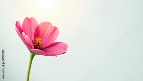 Single flower bloom on a plain white background with gentle light, blossom, light