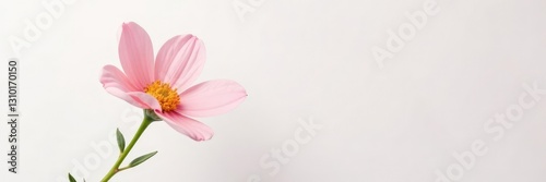 Single flower bloom with large petals in a soft pastel color on a plain white background, garden, isolated, flowers