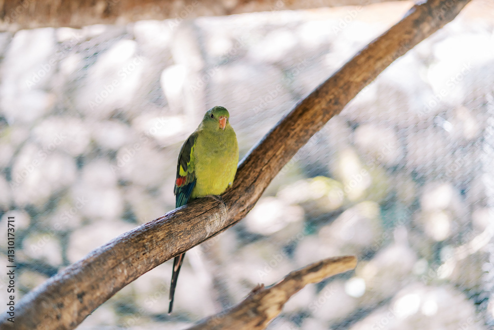 Perico yellowhead sitting on a branch in a large cage in the park Perico yellowhead sitting on a branch in a large cage in the park