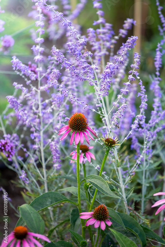 Wallpaper Mural Flowers Echinacea and Russian sage, perovskia. Plants for dry flower beds. Summer background Torontodigital.ca