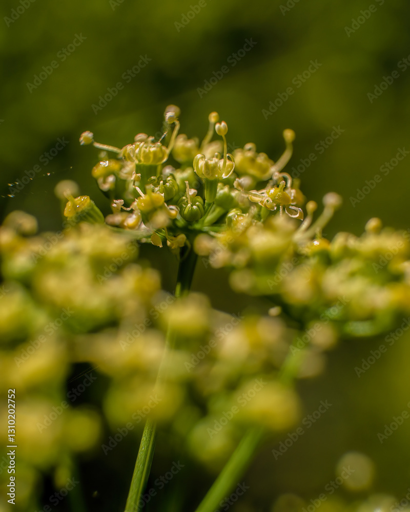 Macro photography of a cluster of parsley flowers and buds, captured in a garden near the colonial town of Villa de Leyva in central Colombia. Macro photography of a cluster of parsley flowers and buds, captured in a garden near the colonial town of Villa de Leyva in central Colombia.