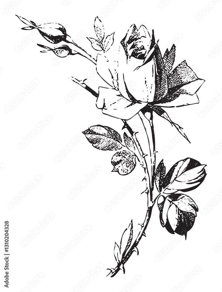 Vintage engraving of bouquet of roses