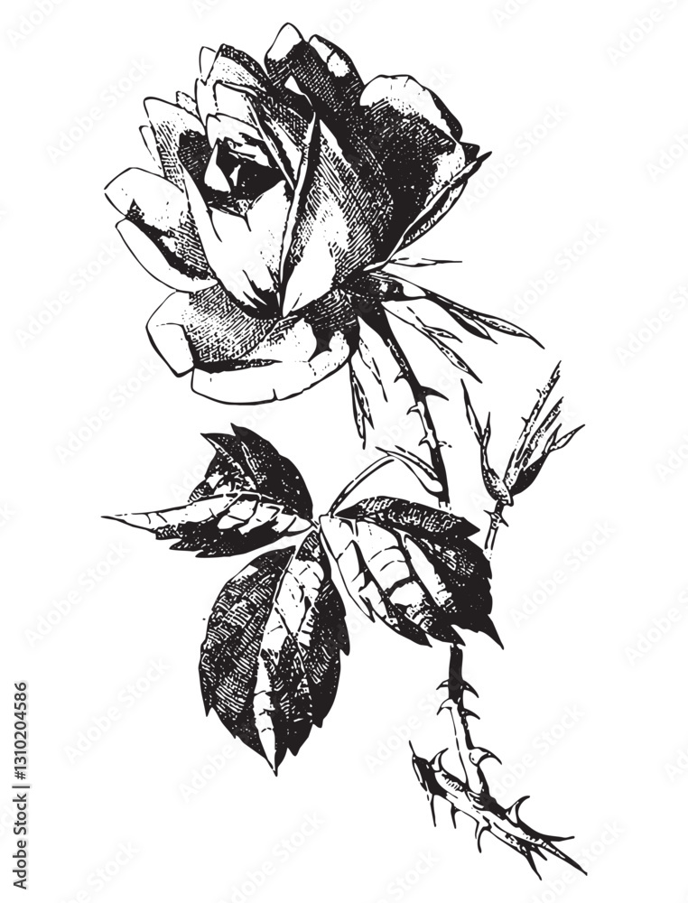 Vintage engraving of bouquet of roses