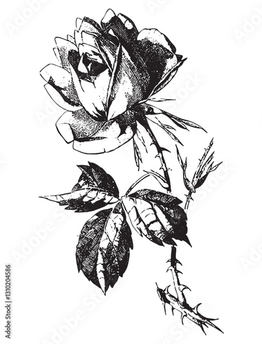Obraz na płótnie Vintage engraving of bouquet of roses w salonie
