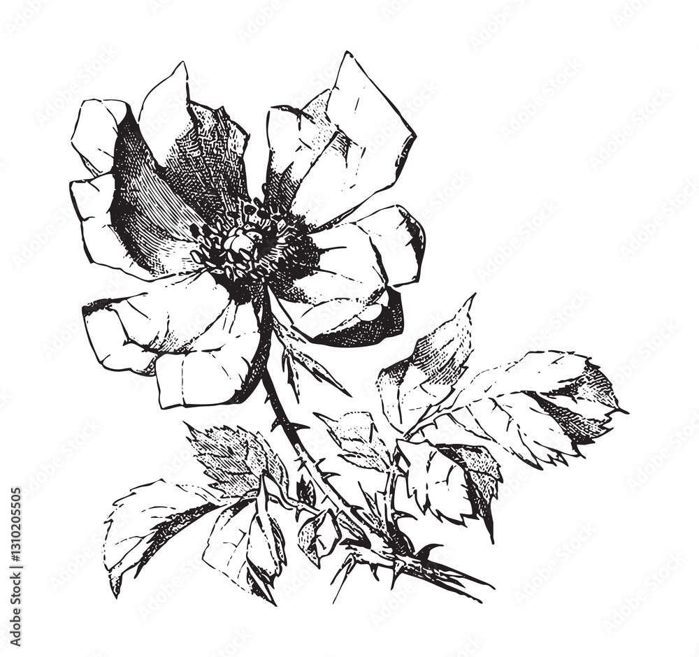 Vintage engraving of bouquet of roses