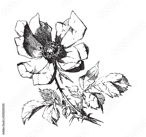 Obraz na płótnie Vintage engraving of bouquet of roses w salonie