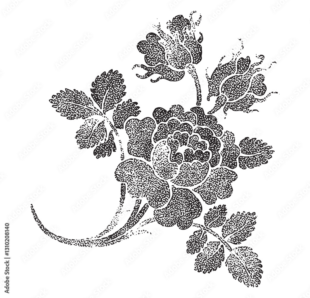 Vintage engraving of bouquet of roses