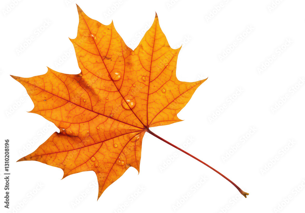 An orange maple leaf with a detailed vein structure and crisp edges isolated on transparent background An orange maple leaf with a detailed vein structure and crisp edges isolated on transparent background