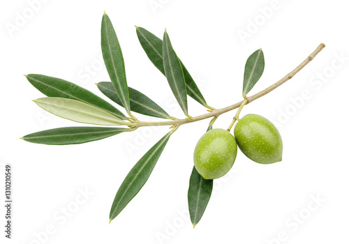 Wallpaper Mural A fresh olive branch with long slender green leaves and two unripe green olives attached isolated on transparent background Torontodigital.ca