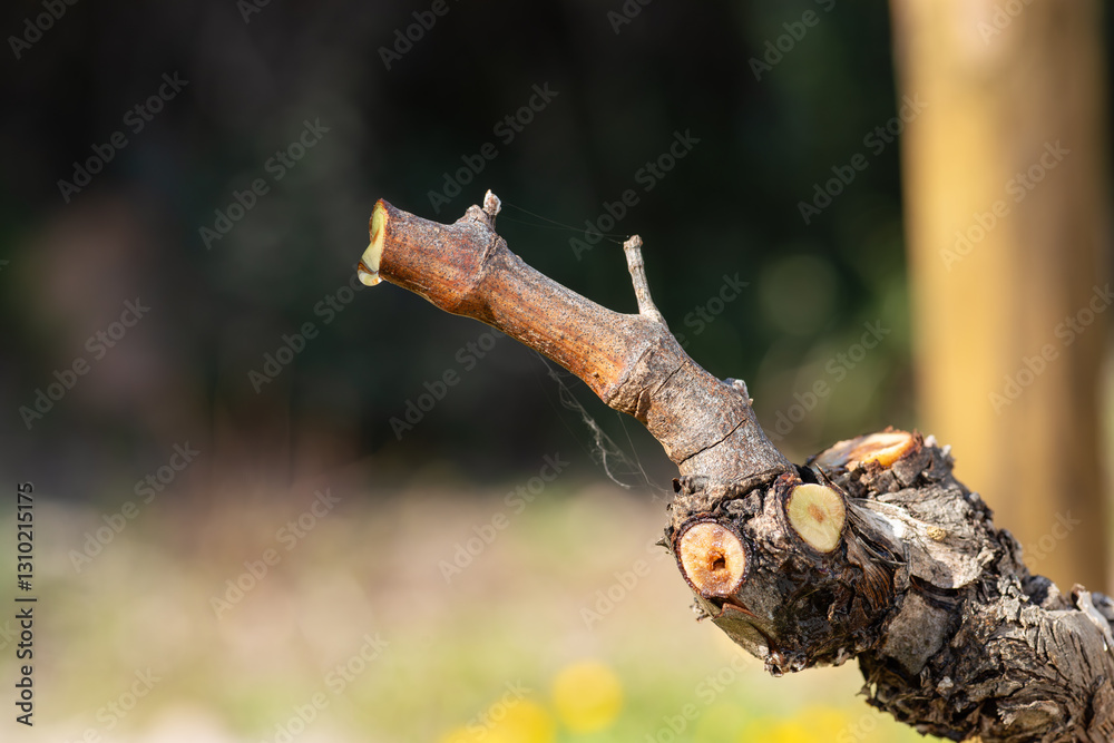 Drop of sap falling from the vine branch after pruning in winter. Sardinia, Italy. Traditional organic agriculture. Drop of sap falling from the vine branch after pruning in winter. Sardinia, Italy. Traditional organic agriculture.
