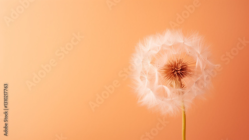 beautiful flower in the garden on a pink background.