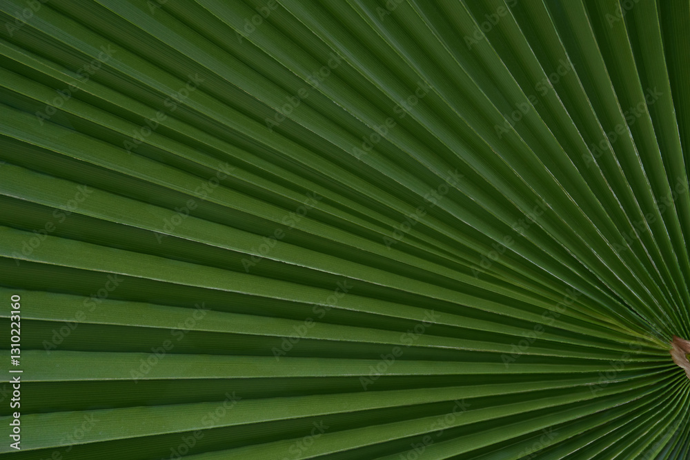 A fan-shaped green palm leaf with radiating lines, creating a bold botanical pattern. A fan-shaped green palm leaf with radiating lines, creating a bold botanical pattern.
