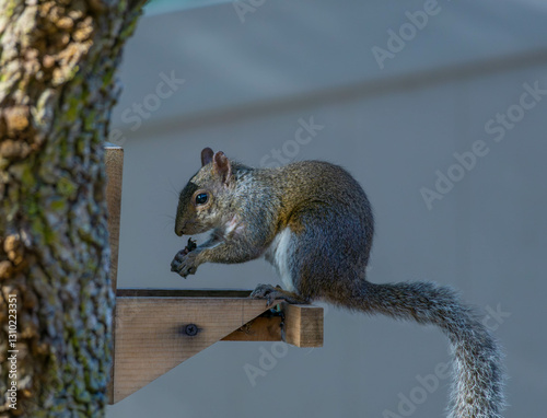 A Florida Grey Squirrel eats sunflower seeds while perched on a tree feeder.