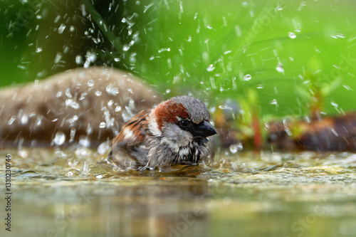 Obraz na płótnie House sparrow, male, bathing in a bird waterhole. Splashing water. Czech Republic. w salonie