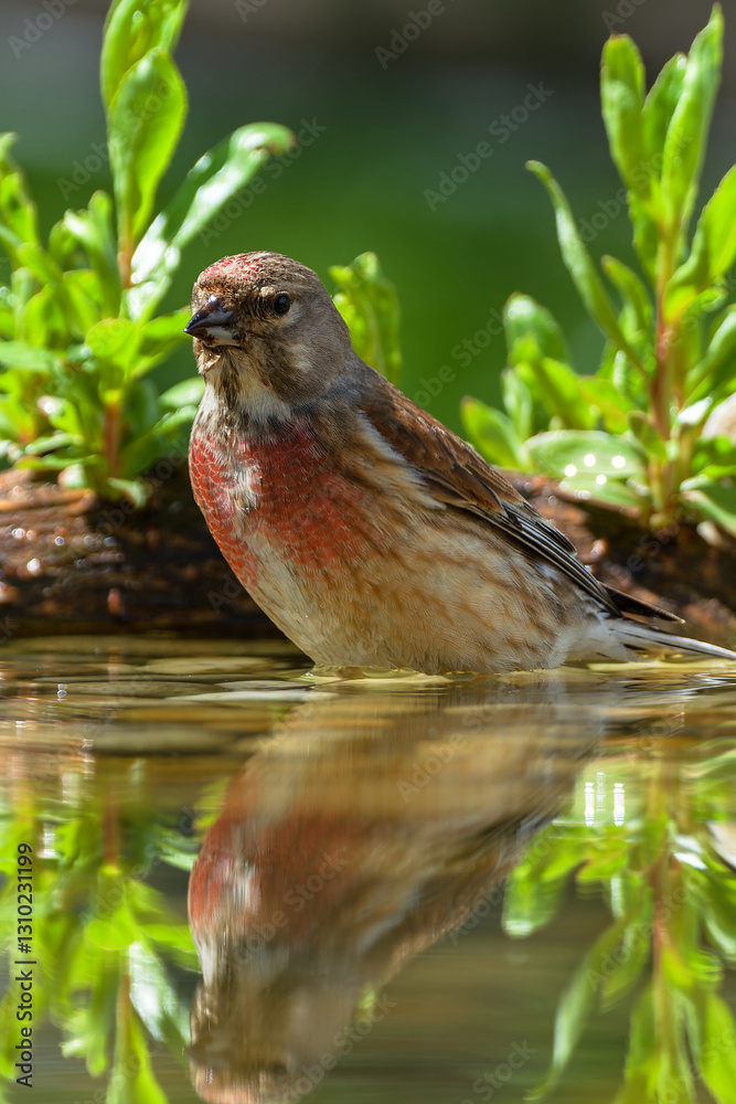 Linnet, Carduelis cannabina, male standing in water. Reflection on the water. Czechia.