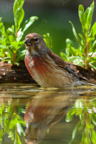 Obraz na płótnie Linnet, Carduelis cannabina, male standing in water. Reflection on the water. Czechia. w salonie