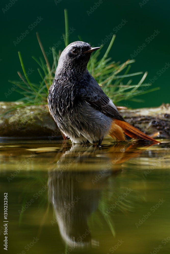 Male black redstart - Phoenicurus ochruros- standing in water. Reflection on the water. Czechia.