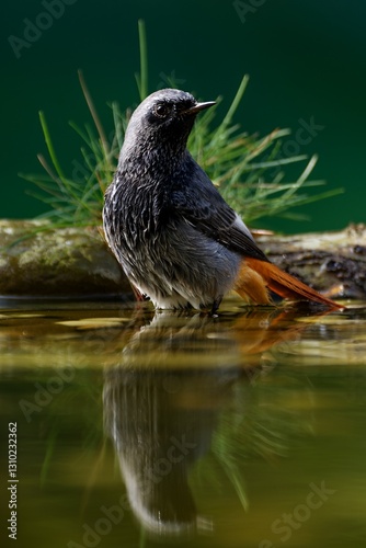 Obraz na płótnie Male black redstart - Phoenicurus ochruros- standing in water. Reflection on the water. Czechia. w salonie