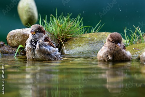 Obraz na płótnie Two house sparrows bathe in a bird watering hole. Czechia. w salonie