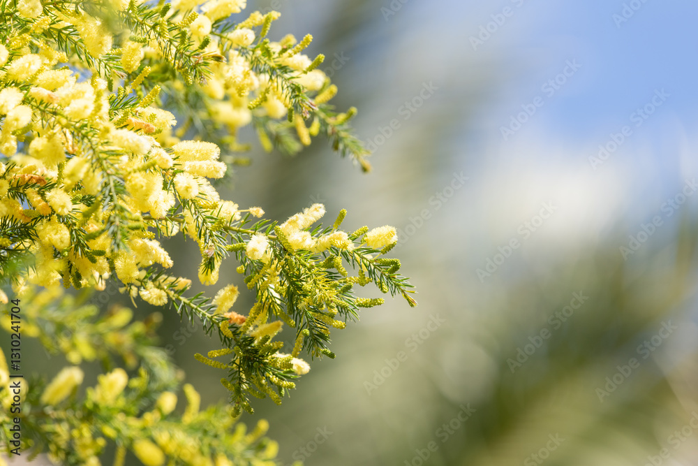 Close up of star leaved acacia (acacia verticillata) flowers in bloom Close up of star leaved acacia (acacia verticillata) flowers in bloom