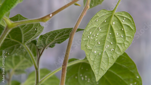 A close-up zoom-in view of a Peruvian physalis leaf heavily infested by greenhouse whitefly (Trialeurodes vaporariorum), showing the pests clearly on the foliage.