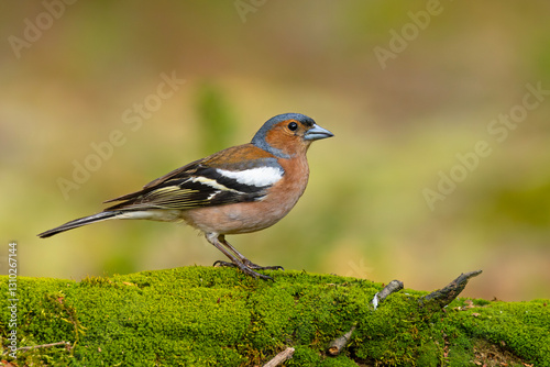 zięba (Fringilla coelebs)