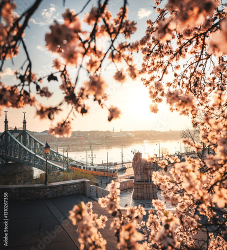 Beautiful Liberty Bridge with almond blossom in Budapest, Hungary