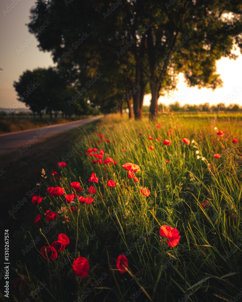 Wonderful poppy flowers in the field in spring