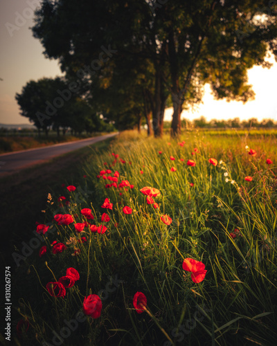 Obraz na płótnie Wonderful poppy flowers in the field in spring w salonie