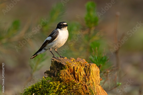 Muchołówka żałobna (Ficedula hypoleuca)