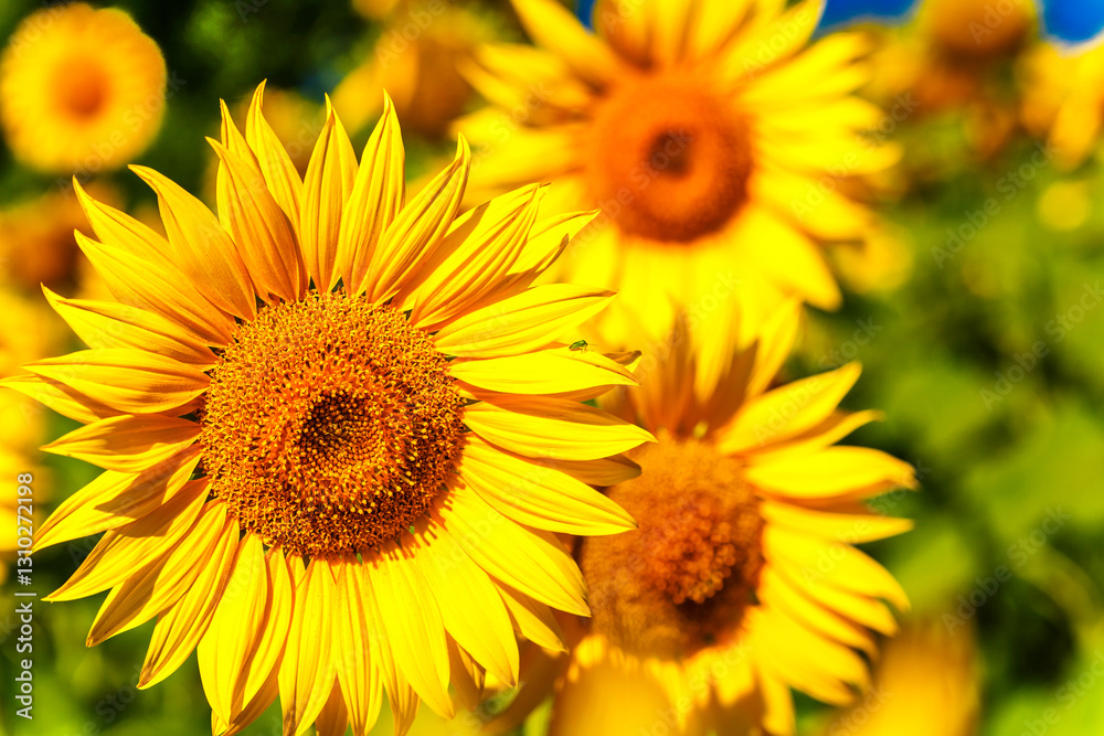 Agricultural field with yellow sunflowers against the sky with clouds.Sunflower field.Gold sunset. Sunflower closeup.Agrarian industry. Photo of cultivation land.flowers image Agricultural field with yellow sunflowers against the sky with clouds.Sunflower field.Gold sunset. Sunflower closeup.Agrarian industry. Photo of cultivation land.flowers image