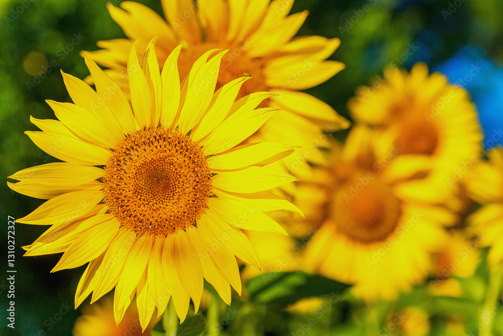 Agricultural field with yellow sunflowers against the sky with clouds.Sunflower field.Gold sunset. Sunflower closeup.Agrarian industry. Photo of cultivation land.flowers image Agricultural field with yellow sunflowers against the sky with clouds.Sunflower field.Gold sunset. Sunflower closeup.Agrarian industry. Photo of cultivation land.flowers image