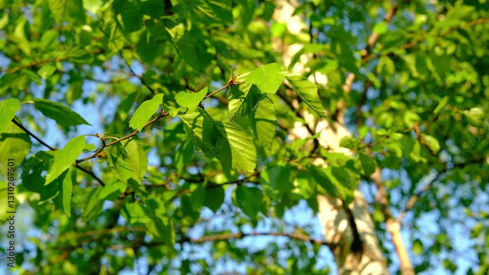 spring trees Young green birch leaves on branch. birch branches in the sun outdoors spring summer close-up macro against the background of a birch trunk. Spring Awakening, beautiful bright vivid spring trees Young green birch leaves on branch. birch branches in the sun outdoors spring summer close-up macro against the background of a birch trunk. Spring Awakening, beautiful bright vivid