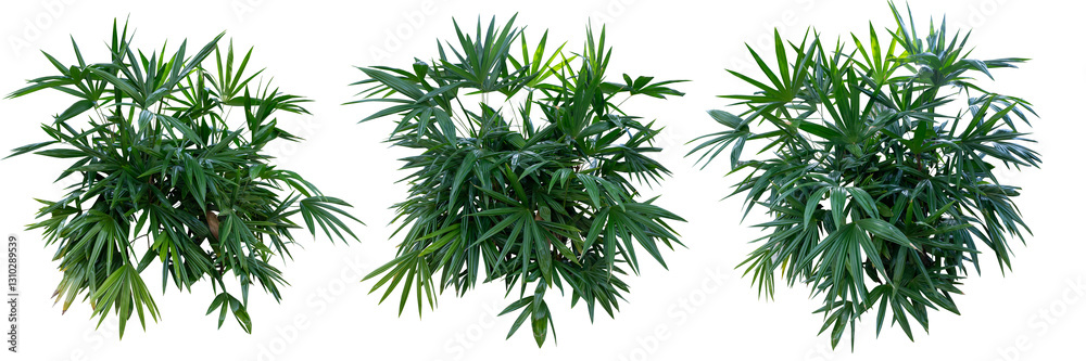 Obraz premium Bamboo palm or lady palm (Rhapis excelsa) is used for gardening or planted as an ornamental plant in buildings. It is the main plant in gardening, isolated on a white background with a clipping path.