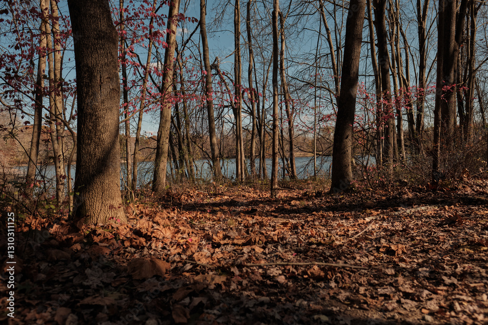 Fototapeta premium autumn in the forest