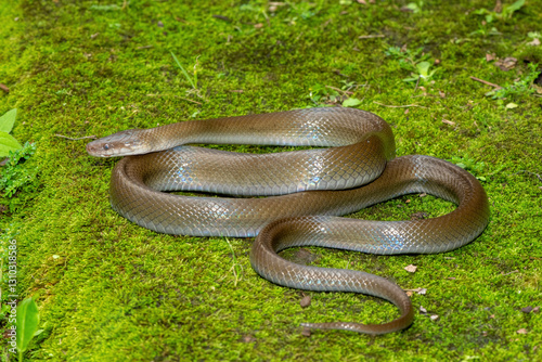 A beautiful olive snake (Lycodonomorphus inornatus) in the wild