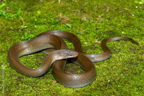 A beautiful olive snake (Lycodonomorphus inornatus) in the wild