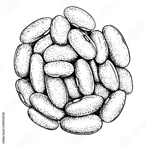 Engraved illustration of assorted beans in a detailed vector style suitable for tattoo and packaging design