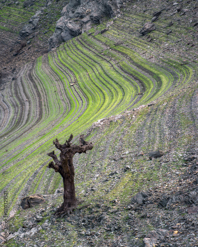The seasonal decline of the waters of a reservoir reveals horizontal lines and petrified tree trunks