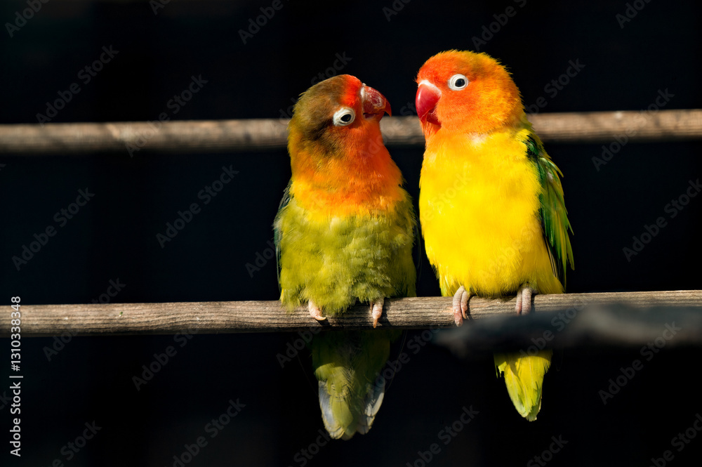 Fototapeta premium Pair of Lovebirds Standing Close Together