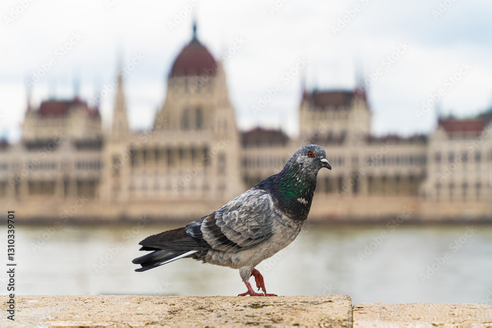 Obraz premium A close-up shot of a pigeon perched on a stone ledge with the iconic Hungarian Parliament Building in the blurred background. The contrast between the everyday city bird and the grandeur of historic