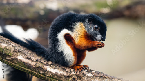 Prevost Squirrel Feeding on a Tree Branch