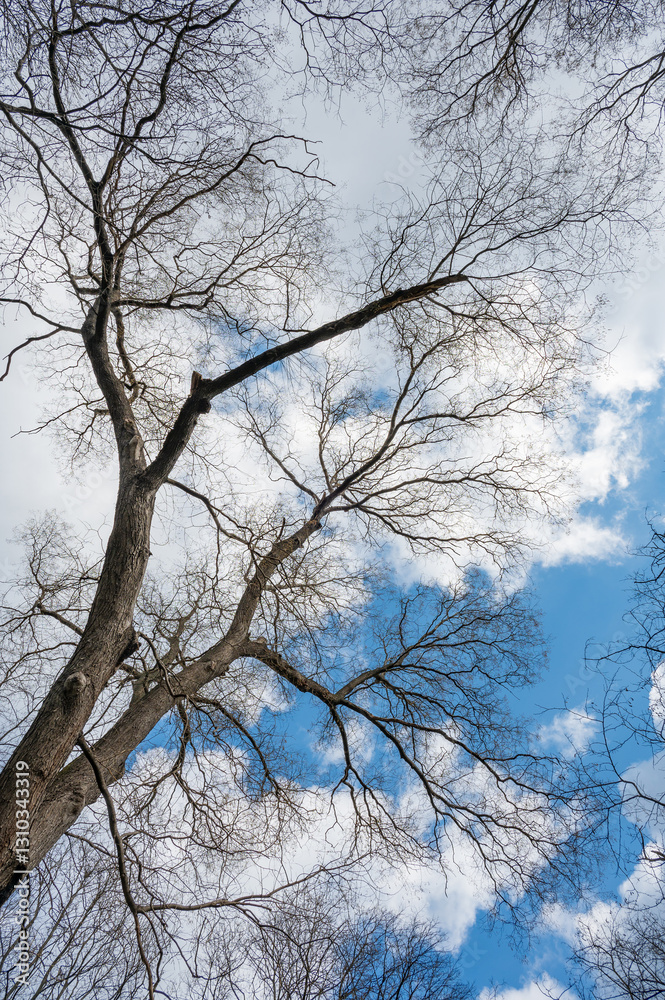 Fototapeta premium upward view of a bare tree against a dynamic sky.