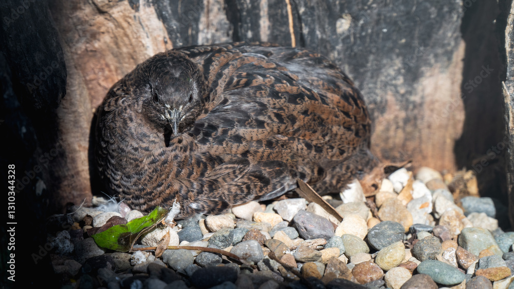 Fototapeta premium Japanese Quail Resting on the Ground