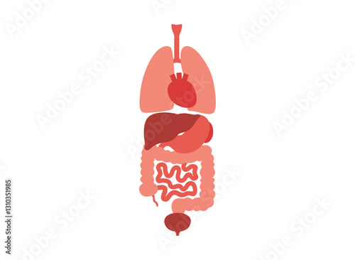 Human internal organs
