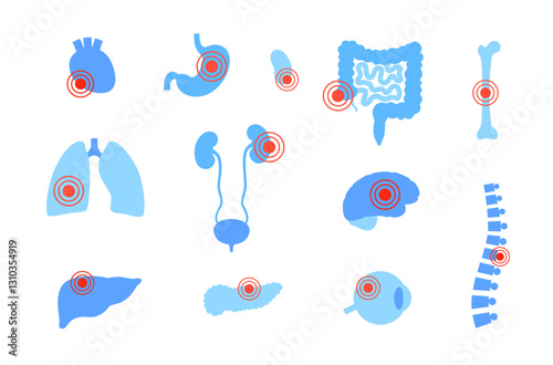 Human internal organs