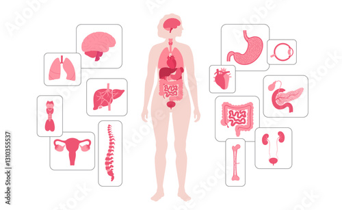 Human internal organs