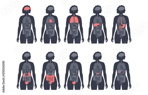 Human internal organs
